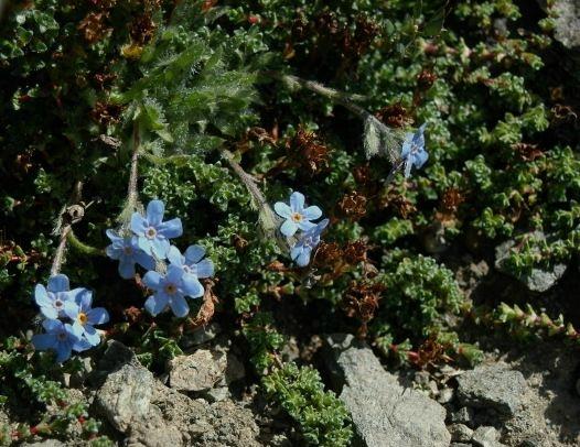 Eritrichium nanum / Eritrichio nano